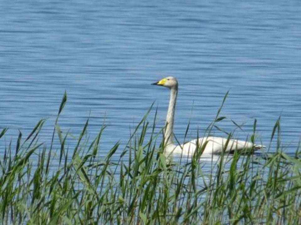 Faune Finlande