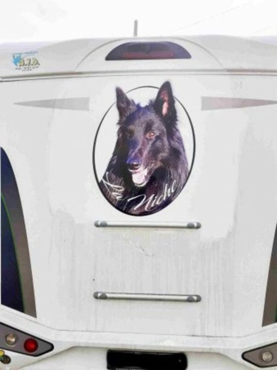 Chien Belge Sticker