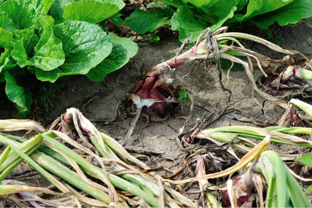 Potager abîmé après les vacances